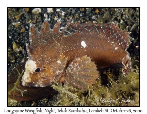 Longspine Waspfish @ night