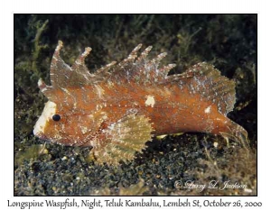 Longspine Waspfish @ night