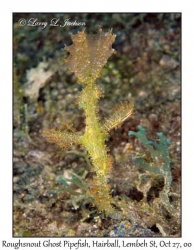 Roughsnout Ghost Pipefish