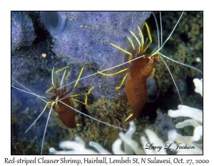 Red-striped Cleaner Shrimp