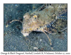 Orange & Black Dragonet