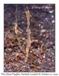 Thin Ghost Pipefish