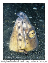 Black-finned Snake Eel