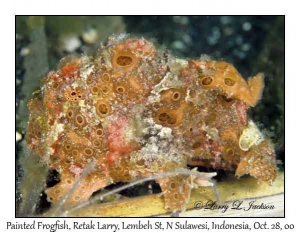 Painted Frogfish