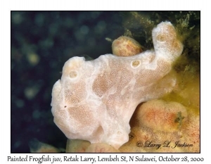 Painted Frogfish juvenile