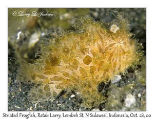 Striated Frogfish