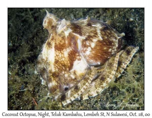 Coconut Octopus @ night