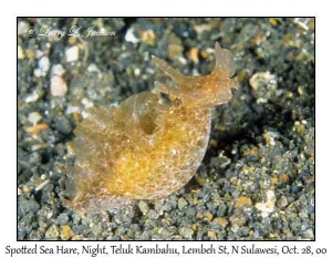Spotted Sea Hare @ night