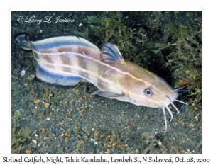 Striped Catfish @ night