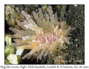 Slug-like Cowrie @ night