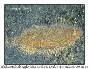 Blackspotted Sole @ night