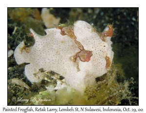 Painted Frogfish