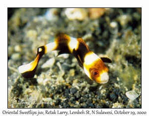 Oriental Sweetlips juvenile