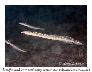 Threadfin Sand Divers