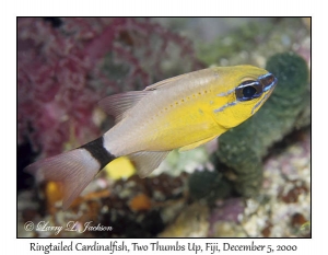 Ringtailed Cardinalfish