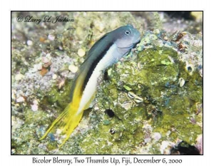 Bicolor Blenny