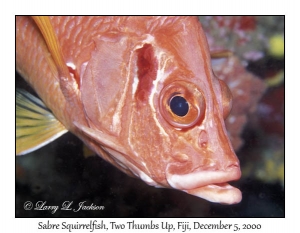 Sabre Squirrelfish