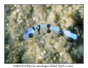 Dotted Sweetlips juvenile