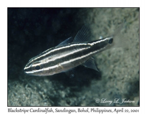 Blackstripe Cardinalfish