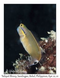 Tailspot Blenny