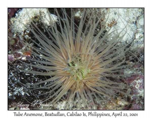 Tube Anemone