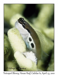 Twinspot Blenny