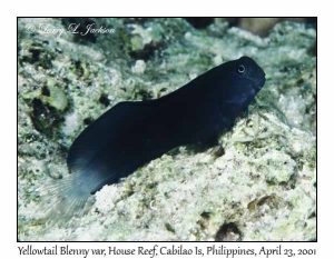 Yellowtail Blenny variation