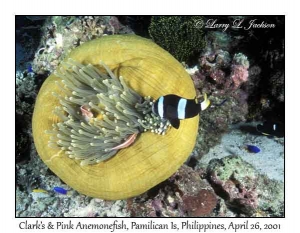 Clark's & Pink Anemonefish in Magnificent Sea Anemone
