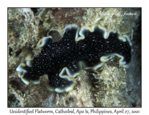 Flatworm