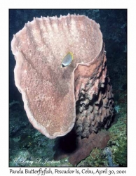 Panda Butterflyfish in Sponge