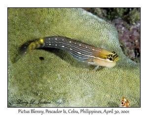 Pictus Blenny