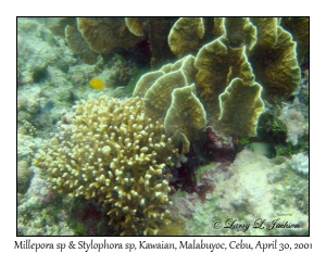 Millepora sp & Stylophora sp