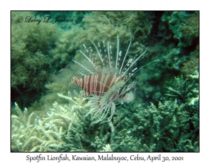 Spotfin Lionfish