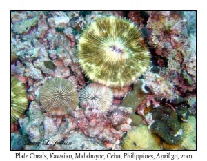 Plate Corals