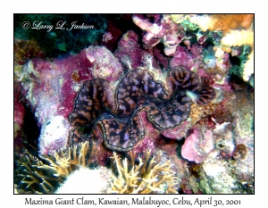 Maxima Giant Clam