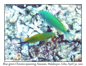 Blue-green Chromis spawning