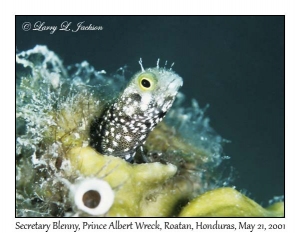 Secretary Blenny