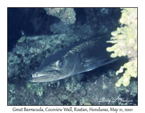 Great Barracuda