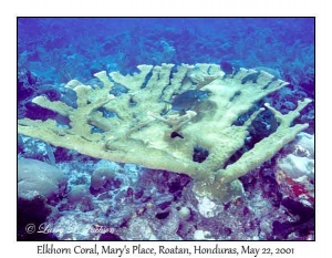 Elkhorn Coral