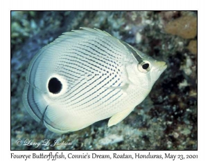 Foureye Butterflyfish