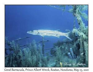Great Barracuda