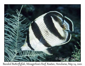 Banded Butterflyfish