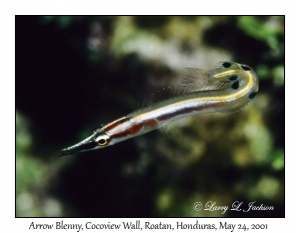 Arrow Blenny