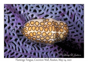 Flamingo Tongue on Sea Fan