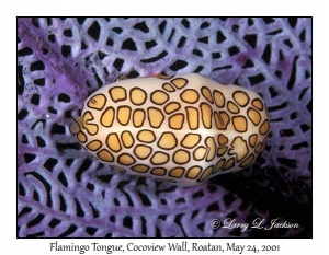 Flamingo Tongue