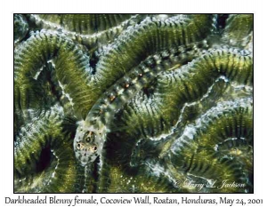 Darkheaded Blenny female