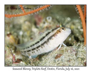 Seaweed Blenny