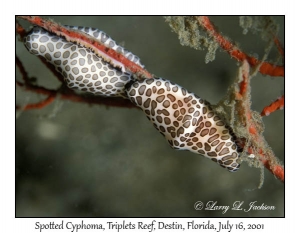 Spotted Cyphoma