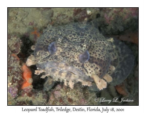 Leopard Toadfish