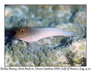 Redlip Blenny